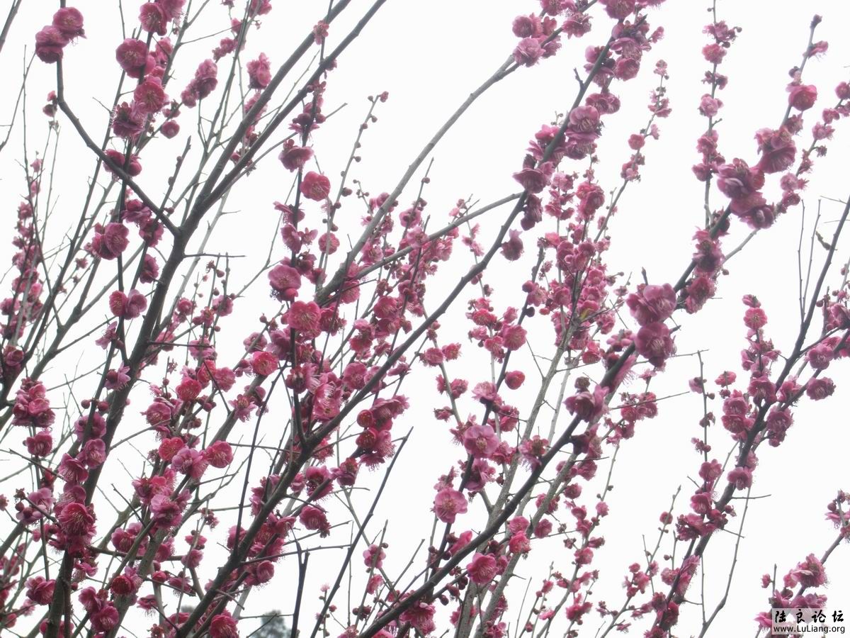 ������С DSCF2464.JPG