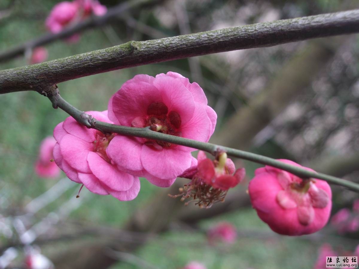 ������С DSCF2468.JPG