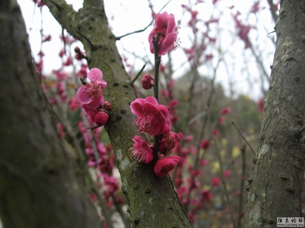 ������С DSCF2455.JPG