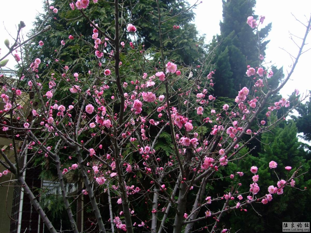 ������С DSCF2488.JPG