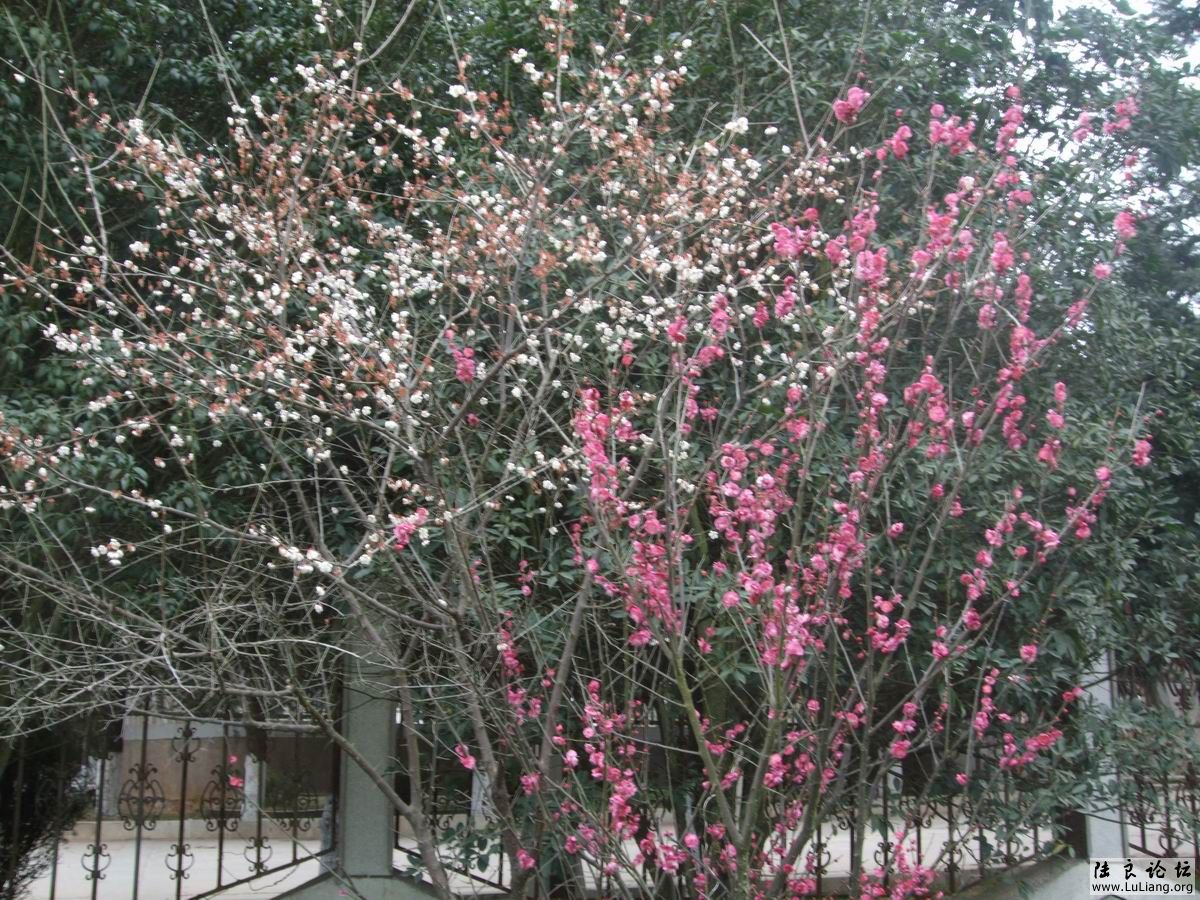 ������С DSCF2478.JPG