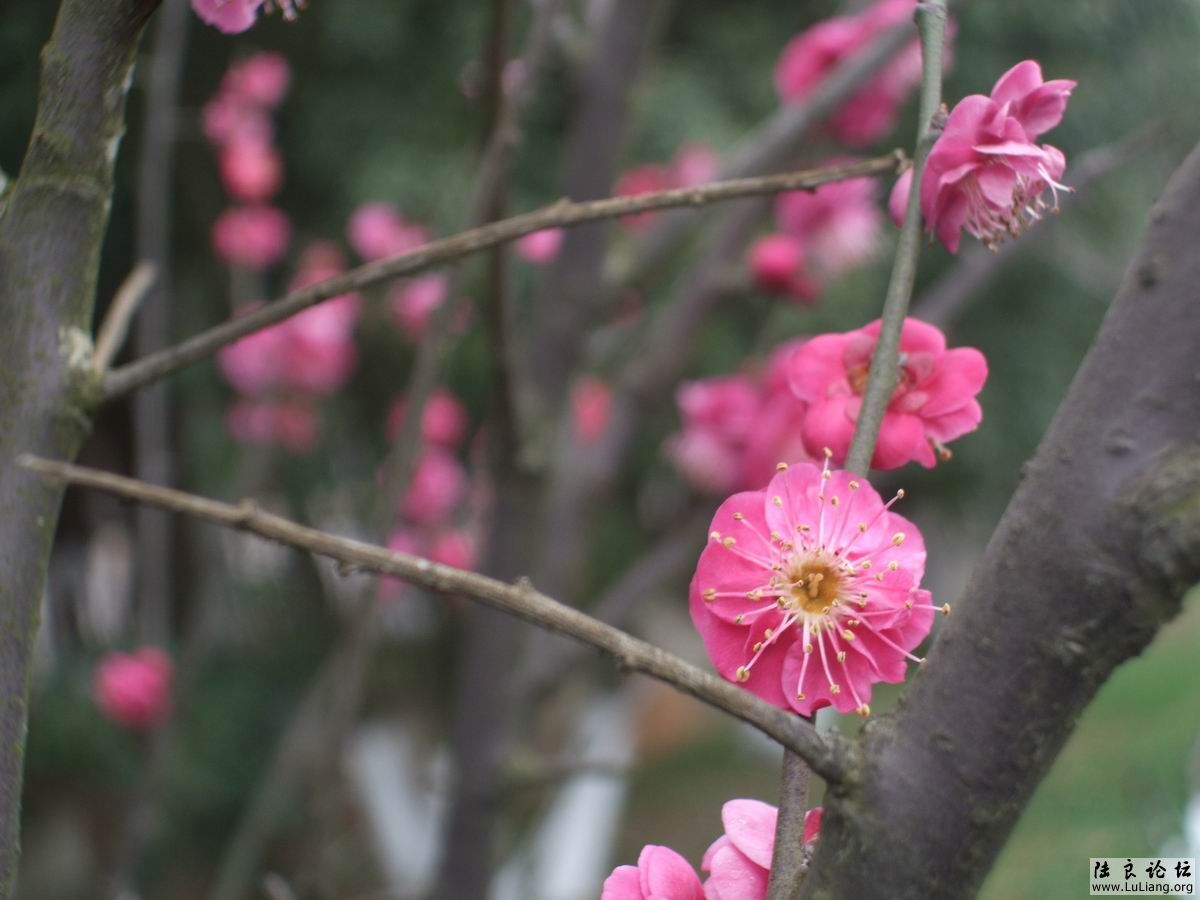 ������С DSCF2474.JPG