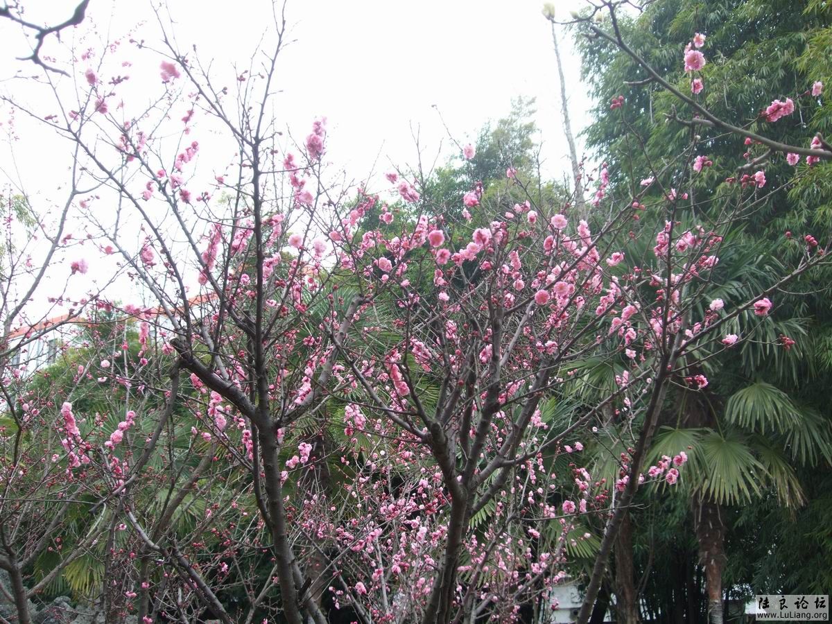 ������С DSCF2482.JPG