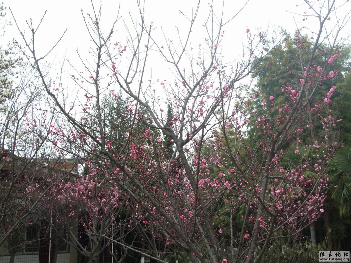 ������С DSCF2484.JPG