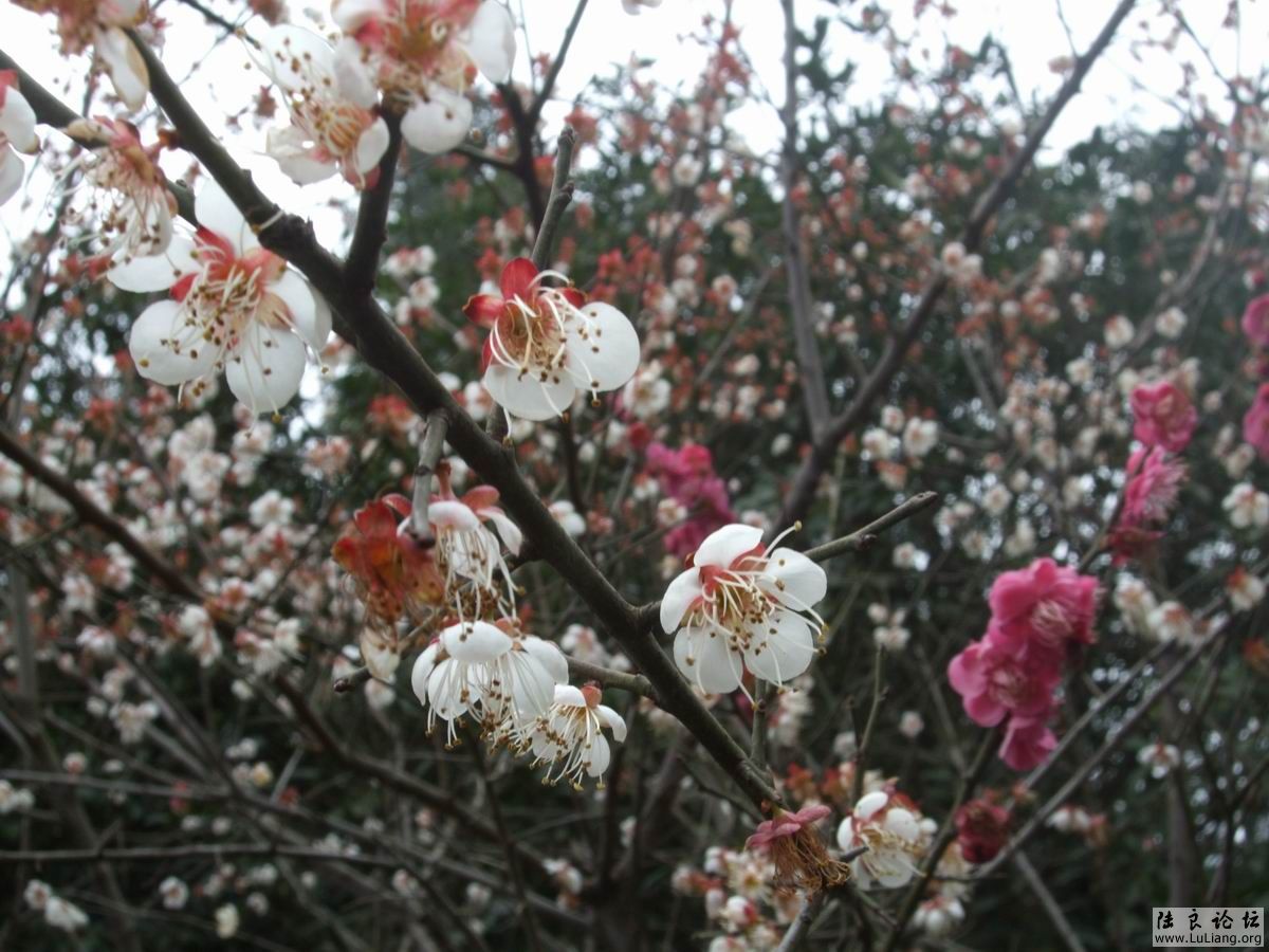 ������С DSCF2472.JPG