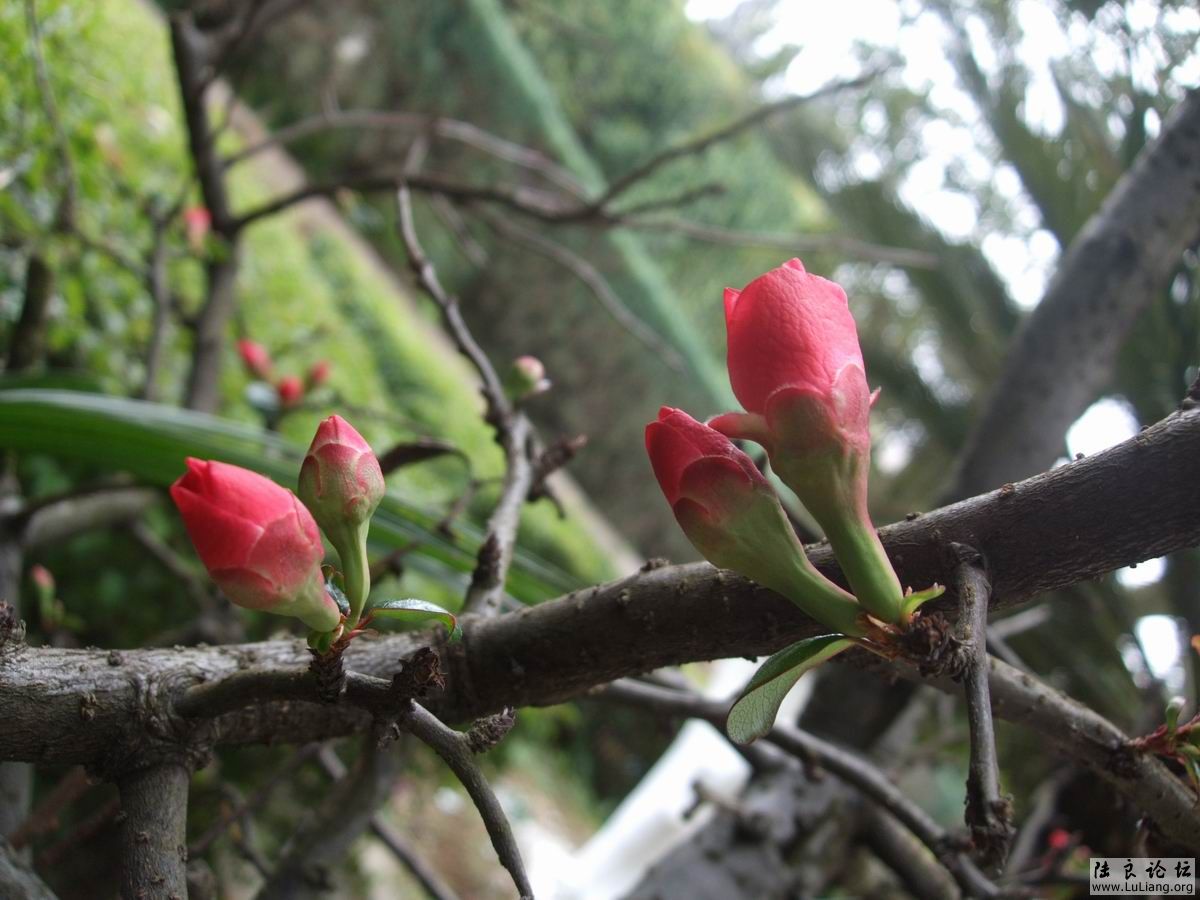 ������С DSCF2491.JPG